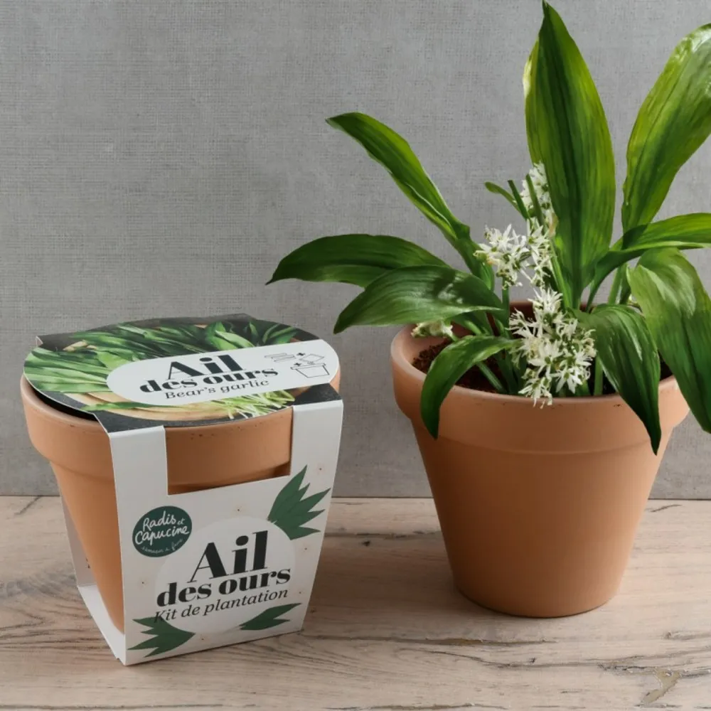 Pot terre cuite antique - ail des ours