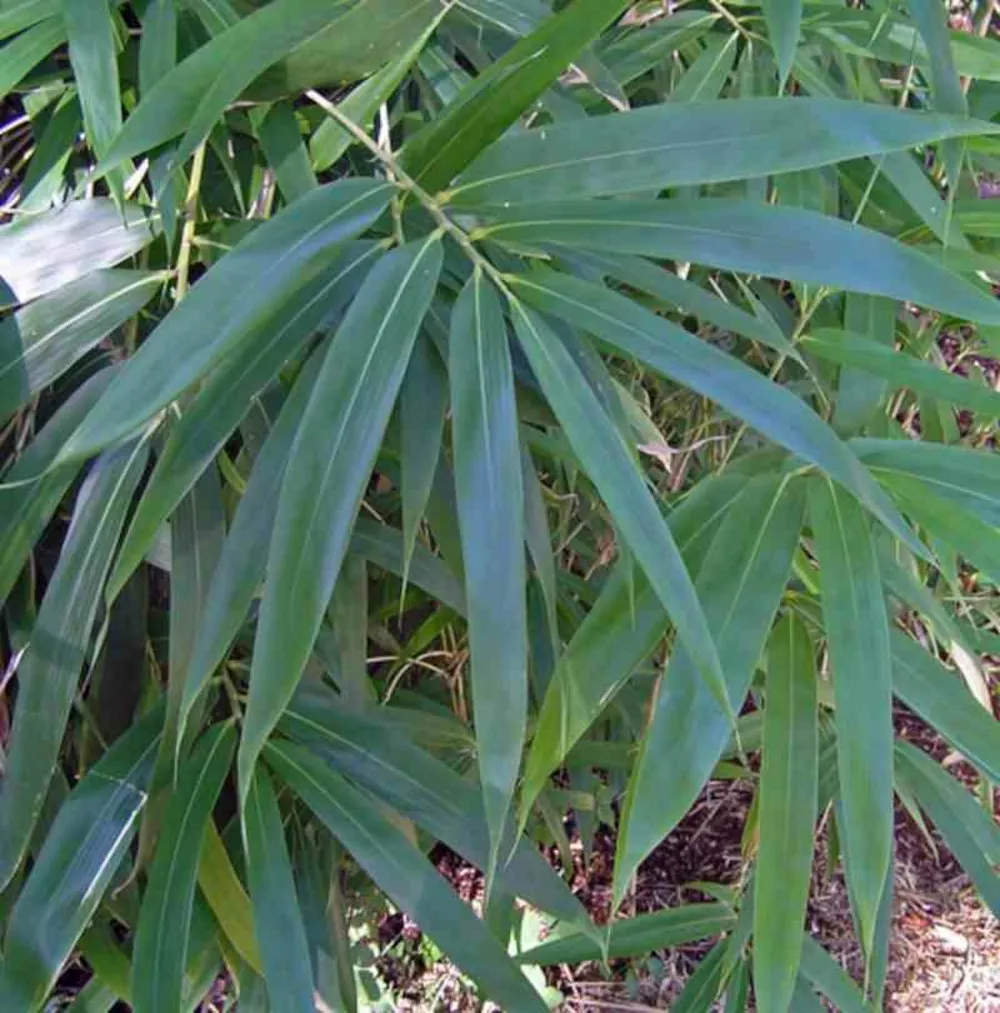 Pseudosasa japonica pot de 2 litres ? 40/60 cm